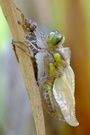 Metamorphose einer Vierfleck Libelle