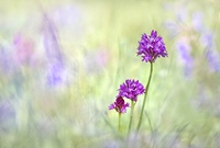 Anacamptis pyramidalis ...,