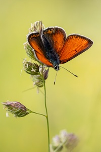 Lycaena hippothoe