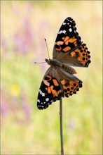 Vanessa cardui