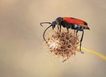 Beherzter Halsbock (Stictoleptura cordigera)