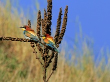 Bienenfresserpaar