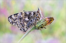 Der Distelfalter (Vanessa cardui)