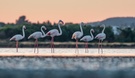 Flamingos