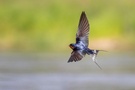 Rauchschwalbe im Flug