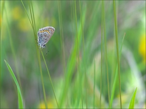 *Sitzplatz im Gras*