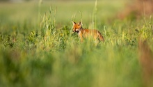 Ein Fuchswelpe hält Aussschau