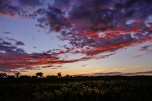 Mohnroter Himmel