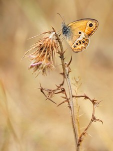 Coenonympha dorus '22 (2)