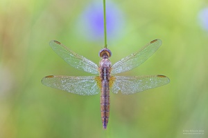 Feuerlibelle