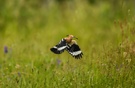 Wiedehopf im Anflug