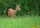 *ein Blümchen...*