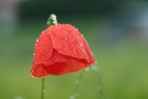 Mohn