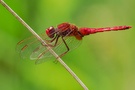 Feuerlibelle ( Crocothermis erythaea )