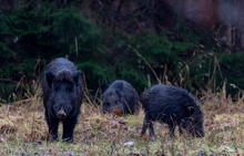 Wildschweine bei der Nahrungssuche im Regen