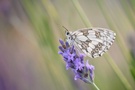 Morgens im Lavendel (Hausgarten)