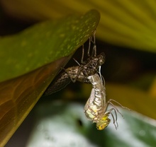 Libelle bei Metamorphose