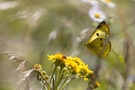 Goldene Acht oder Hufeisenklee-Gelbling (Colias)