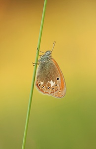 Rotbraunes Wiesenvögelchen