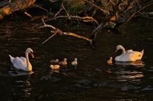 Schwanenfamilie im Abendschein