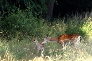 Nachwuchs im Wald