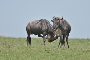 Serengeti-Weißbartgnus