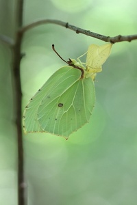 Ganz frische Zitrone