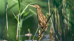 Juvenile Zwergdommel