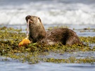 Dining with an otter