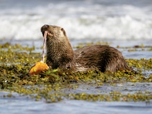 Dining with an otter