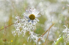 Margeritenblüte