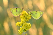 Wiesenklee Gelblinge