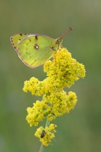 Wiesenklee Gelbling