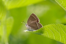 Blauer Eichenzipfelfalter