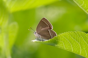 Blauer Eichenzipfelfalter