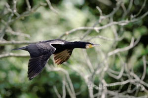 Kormoran