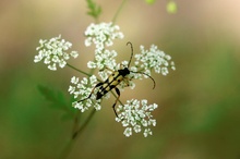 Gefleckter Schmalbock