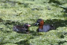 Zwergtaucher mit Jungvogel