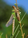 Große Königslibelle (Anax imperator)