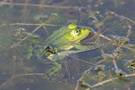 Große Königslibelle (Anax imperator)