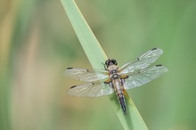 Ein Vierfleck-Männchen