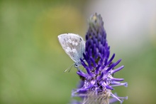 Heller Alpenbläuling