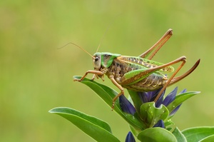 Säbelschrecke