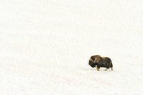 Im Altschnee
