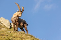Der König der Alpen