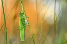 Tettigonia viridissima