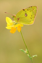 Wiesenklee-Gelbling