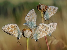 Silbergrüner Bläuling ( lysandra coridon )