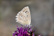 Polyommatus daphnis