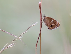 *Brauner Waldvogel*